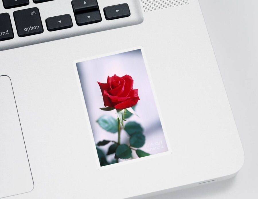 Plant Sticker featuring the photograph Red Rose by Science Source