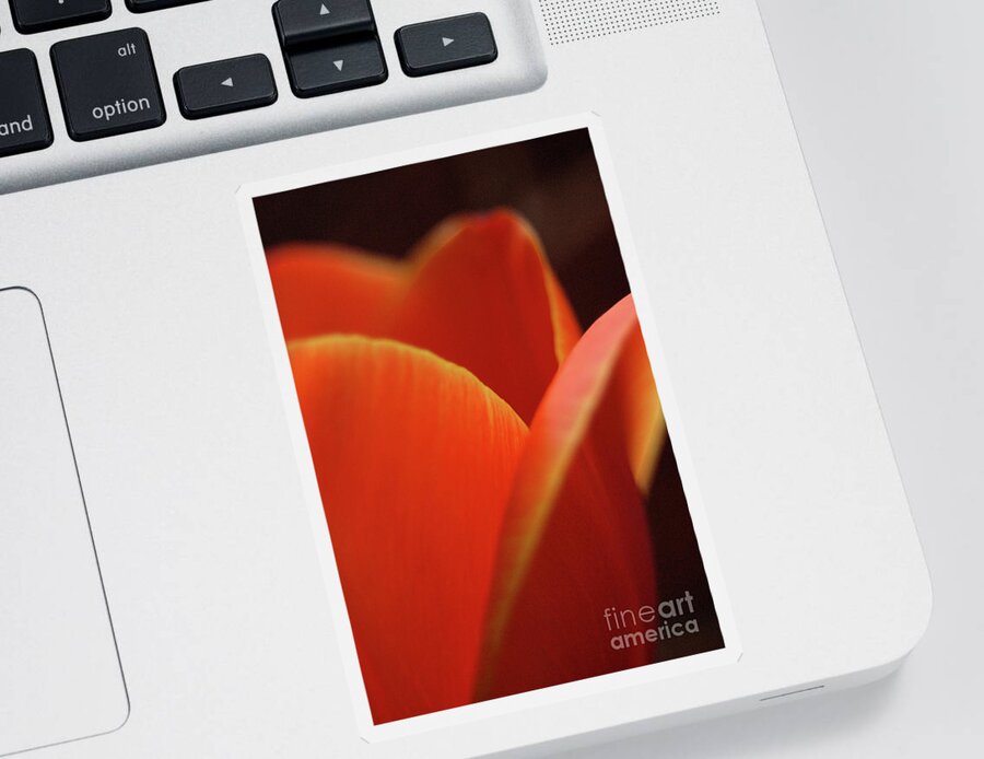 Flower Sticker featuring the photograph Red Tulip by Jeannette Hunt