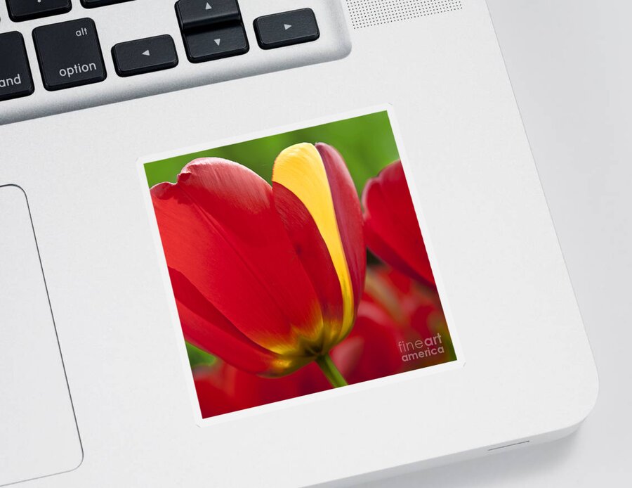 Tulip Sticker featuring the photograph Red Tulips 1 by Heiko Koehrer-Wagner