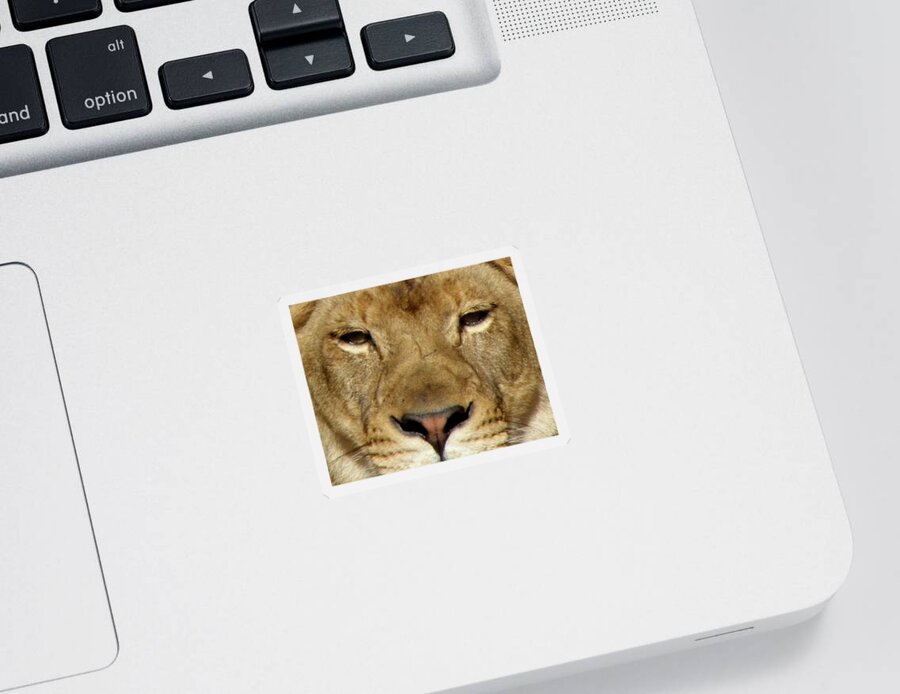 Lion Sticker featuring the photograph Roar by Kim Galluzzo