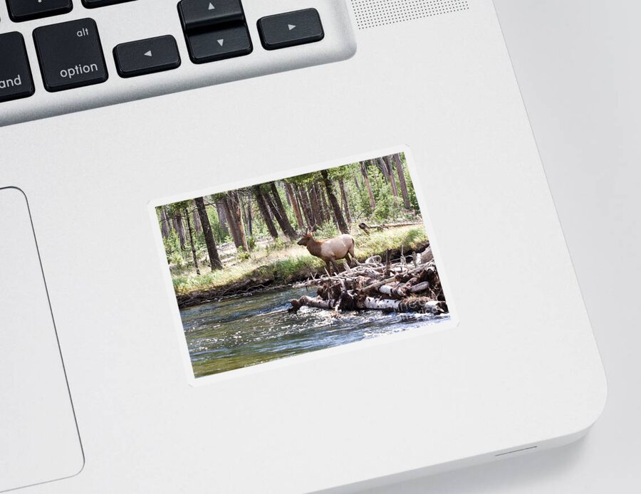 Elk Sticker featuring the photograph Rocky Mountain Elk by Cindy Singleton