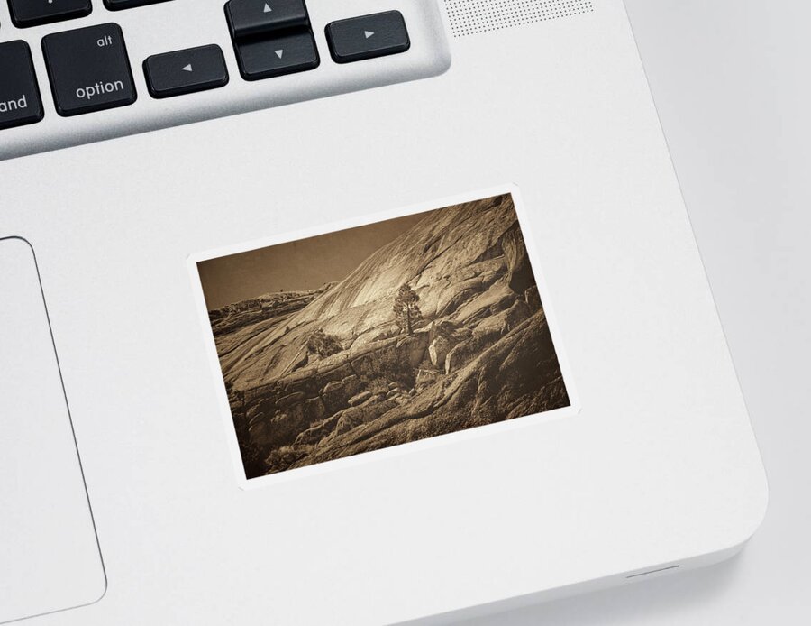 Yosemite Sticker featuring the photograph Rooted by Bonnie Bruno