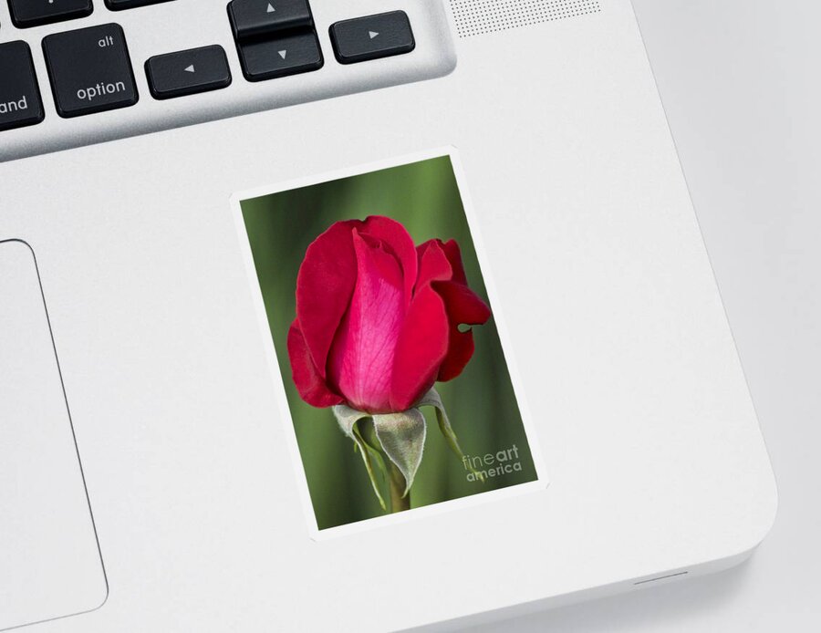 Rose Sticker featuring the photograph Rose Flower Series 1 by Heiko Koehrer-Wagner