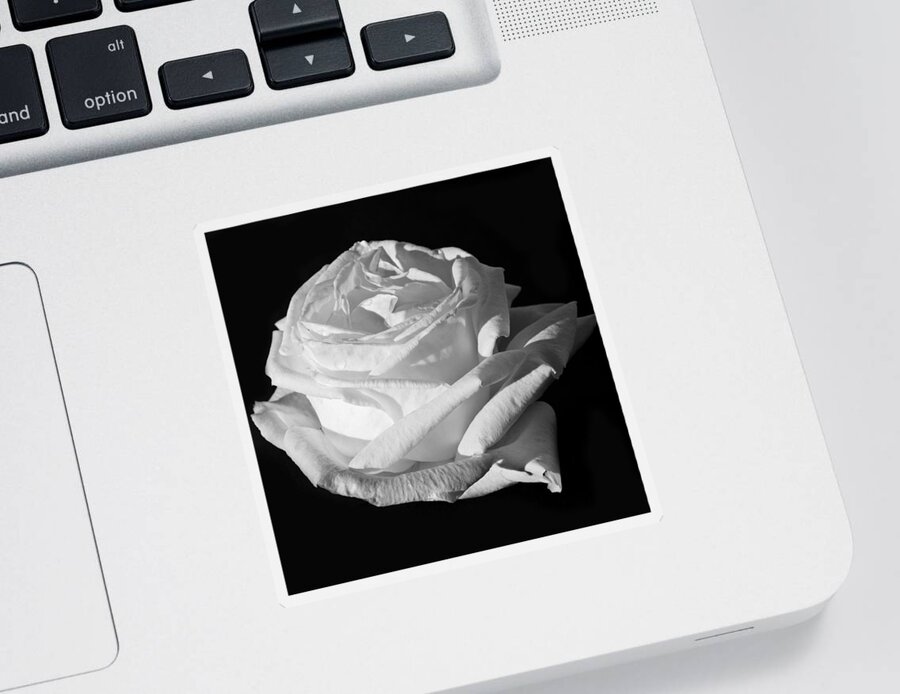 Silver Anniversary Sticker featuring the photograph Rose Silver Anniversary Monochrome by Steve Purnell