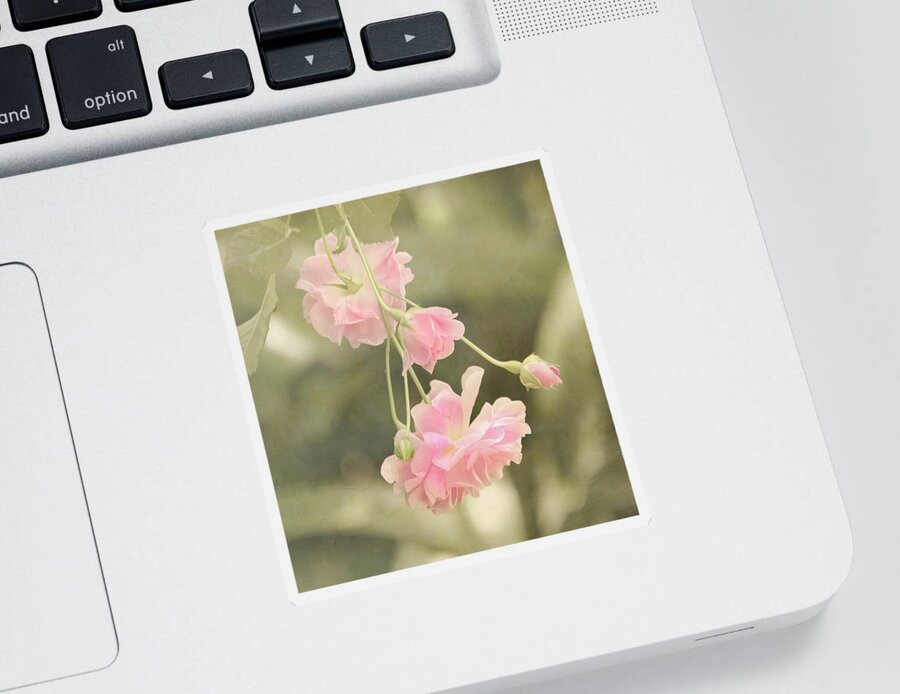 Pink Sticker featuring the photograph Rose Vine by Kim Hojnacki