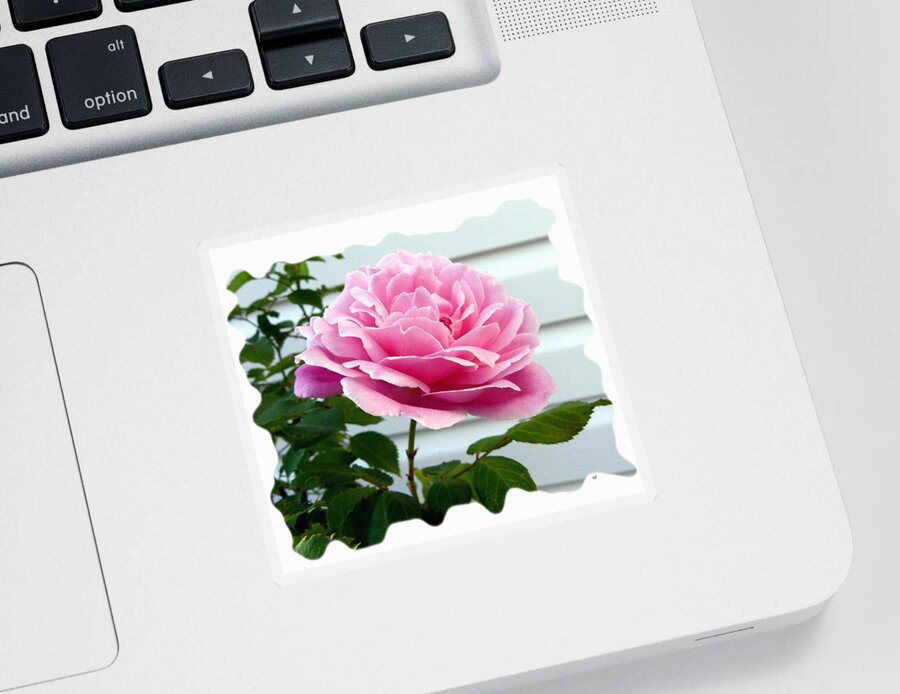 Royal Kate Rose Sticker featuring the photograph Royal Kate Rose by Will Borden