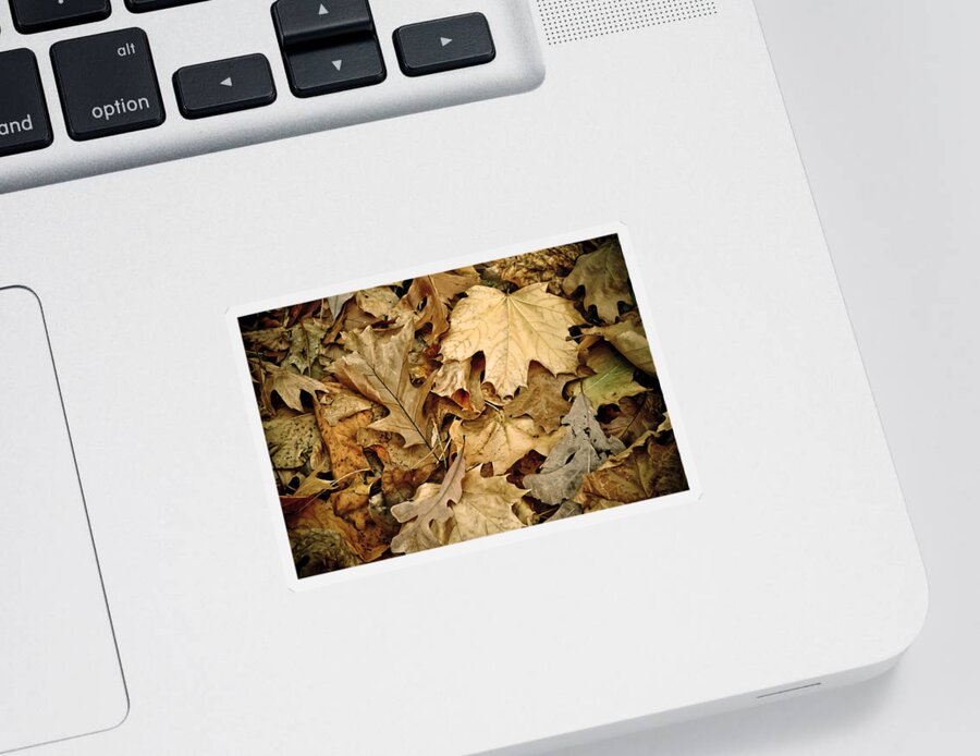 Leaf Sticker featuring the photograph Rustle by Trish Tritz