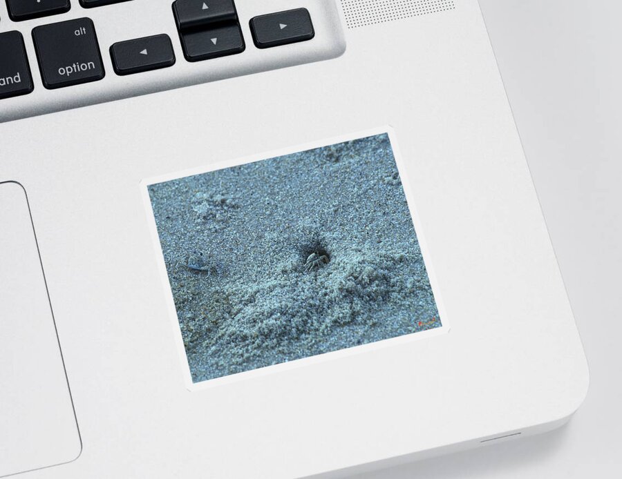 Beach Sticker featuring the photograph Sand Crabs 11I by Gerry Gantt