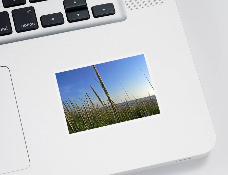 Sand Dune Grass Sticker featuring the photograph Sand Dune Grasses by Pamela Patch