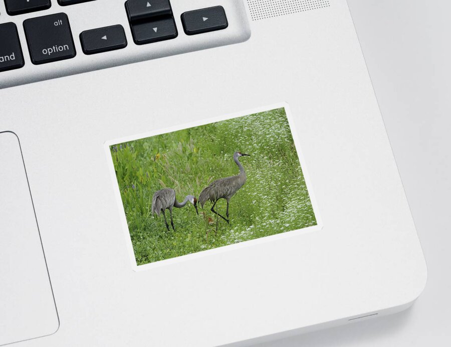 Sandhill Crane Sticker featuring the photograph Sandhill Cranes and chick by Bradford Martin