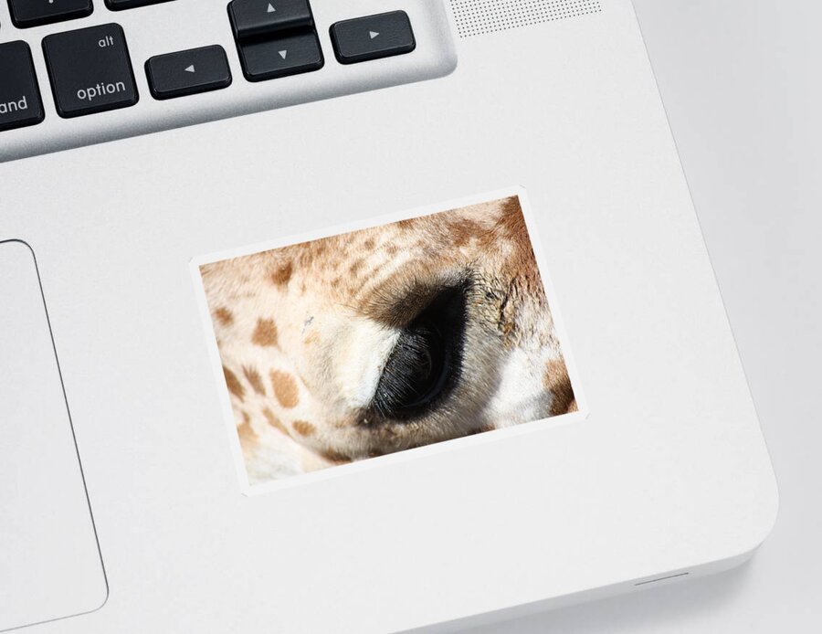 Eye Sticker featuring the photograph Says So Much by Kim Galluzzo