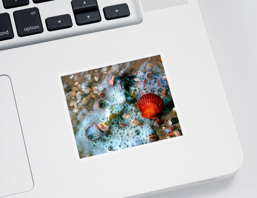 Nature Sticker featuring the photograph Scallop and Seaweed 11C by Gerry Gantt