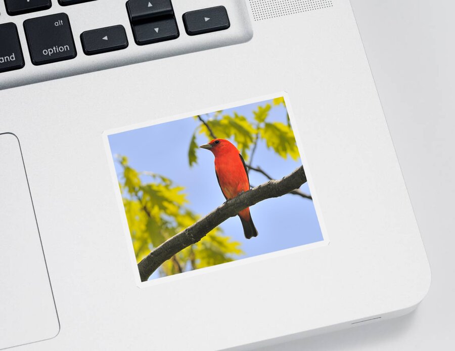 Scarlet Tanager Sticker featuring the photograph Scarlet Tanager by Tony Beck