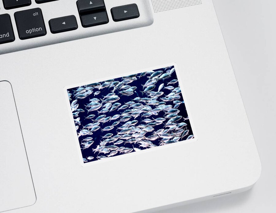 Horizontal Sticker featuring the photograph School of Threadfin Shad by Tom McHugh and Photo Researchers