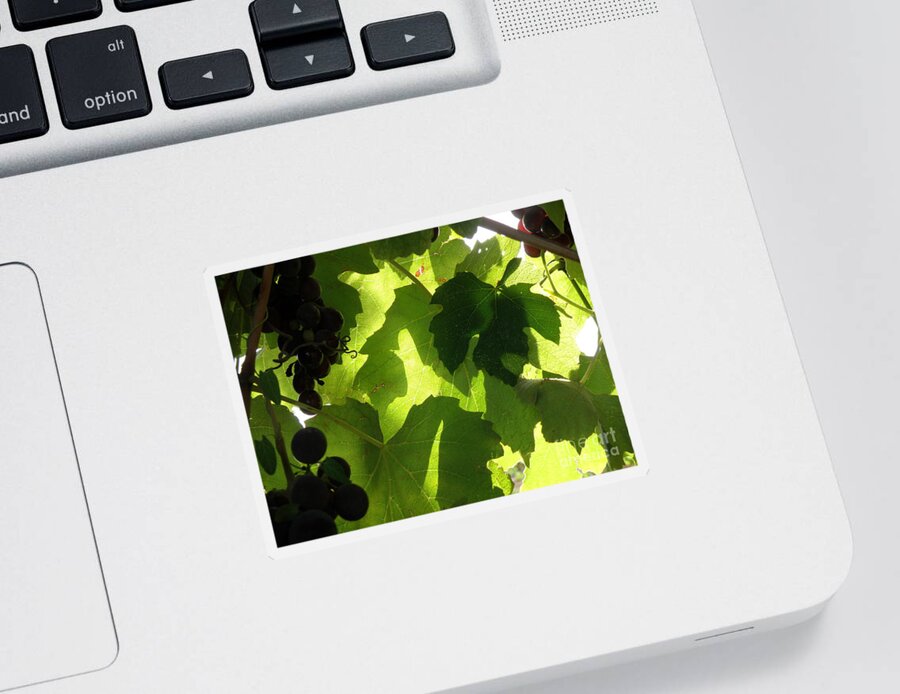 Grapes Sticker featuring the photograph Shadow Dancing Grapes by Lainie Wrightson