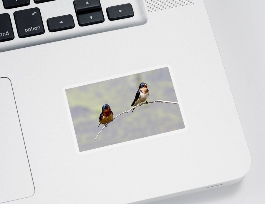 Barn Swallows Sticker featuring the photograph Sharing a Branch by Elizabeth Winter