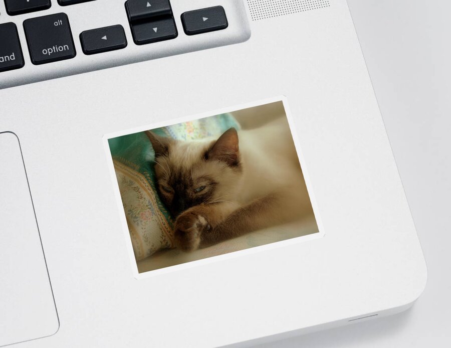 Pets Sticker featuring the photograph Siamese Beauty by Caroline Stella
