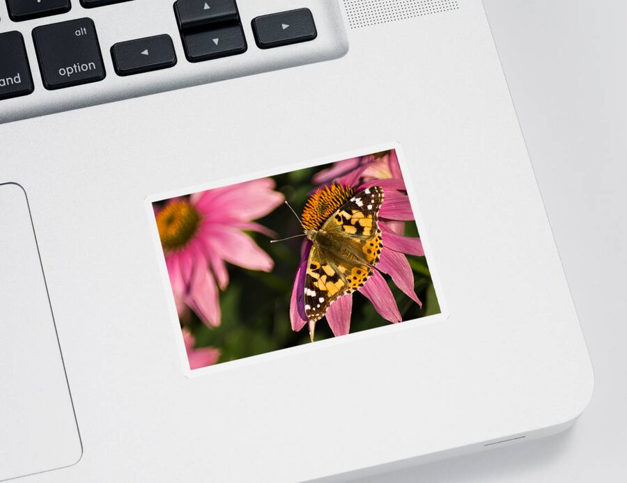 Butterfly Sticker featuring the photograph Simple Butterfly by Bill Pevlor