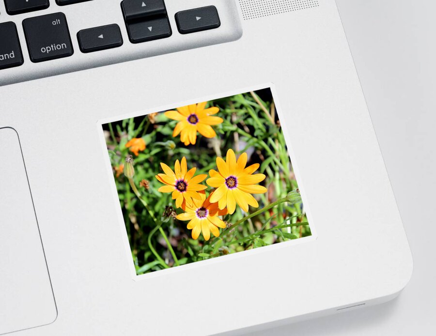 Flowers Sticker featuring the photograph Smiling at the Sun by Jo Sheehan