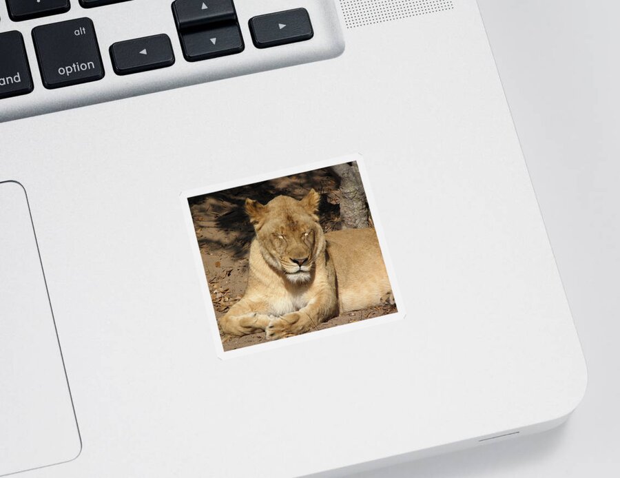 Lion Sticker featuring the photograph Snoozing by Kim Galluzzo