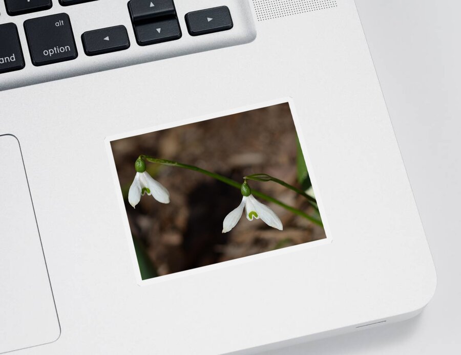 Flowers Sticker featuring the photograph Snow Drops by Lisa Phillips