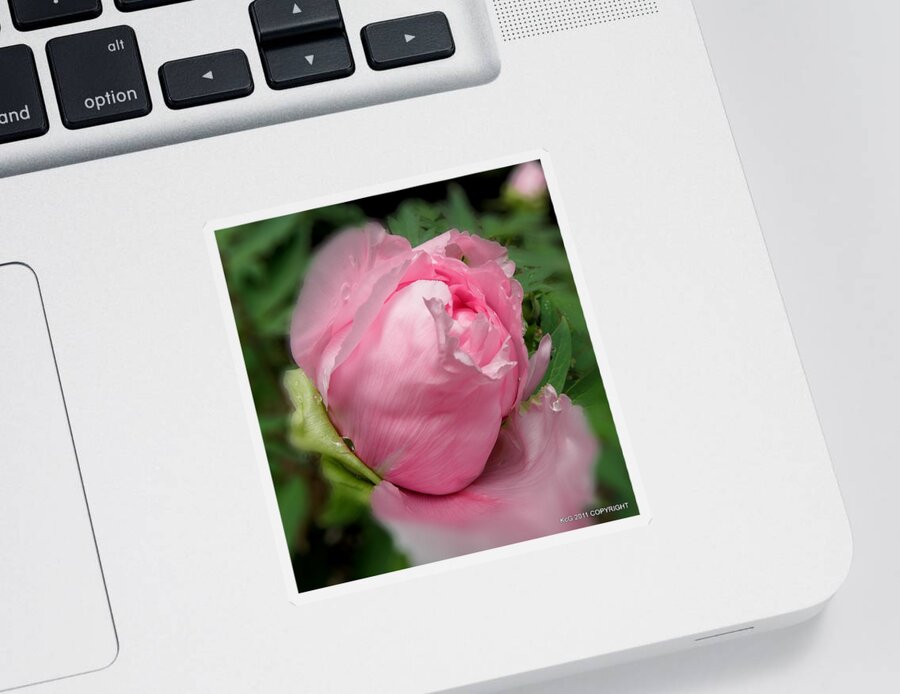 Pink Sticker featuring the photograph Soft Beauty by Kim Galluzzo