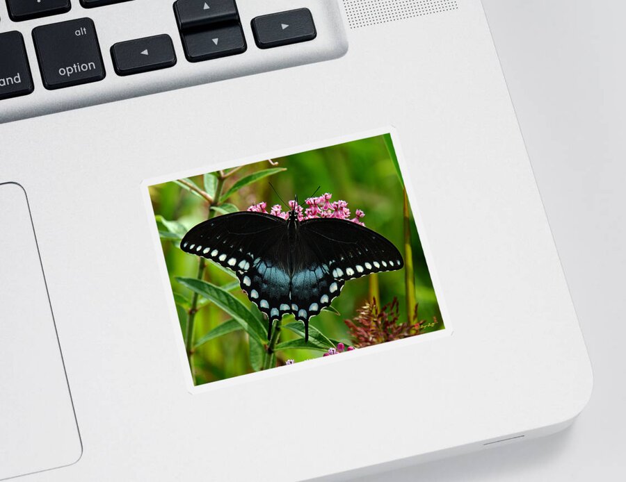 Nature Sticker featuring the photograph Spicebush Swallowtail DIN038 by Gerry Gantt