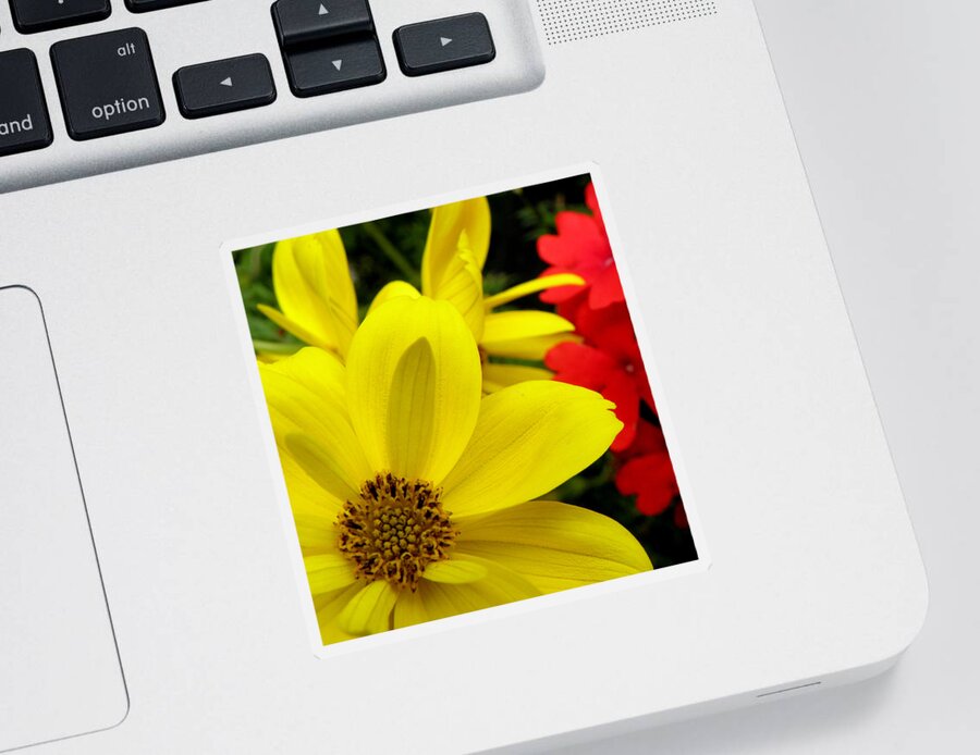 Yellow Flower Sticker featuring the photograph Spring Has Sprung by Kim Galluzzo