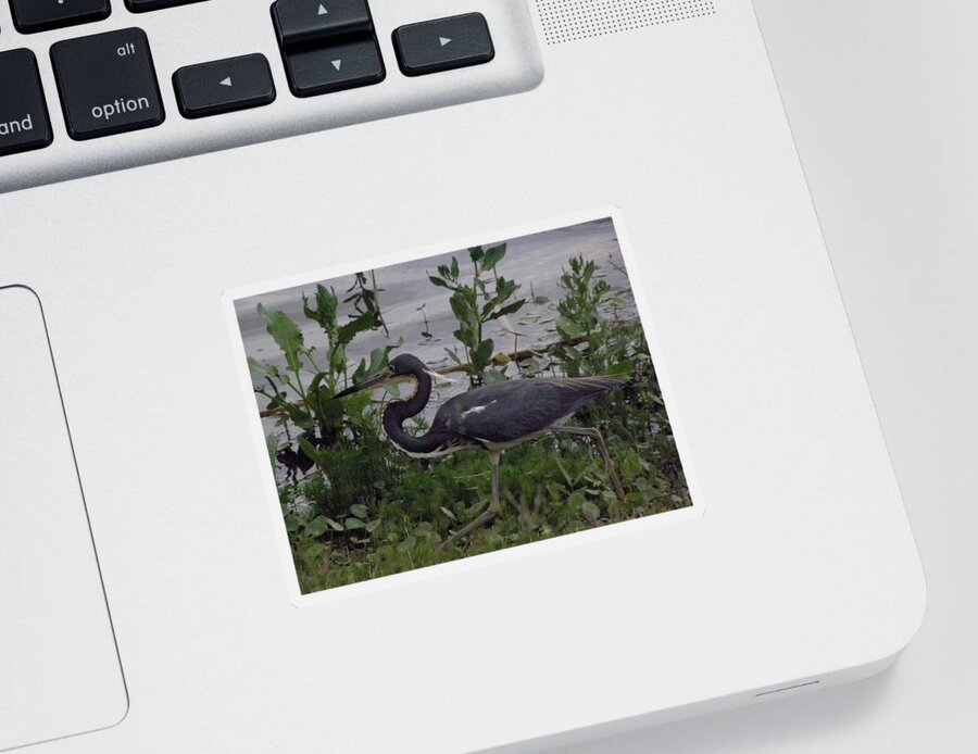 Bird Sticker featuring the photograph Stalking by Kim Galluzzo