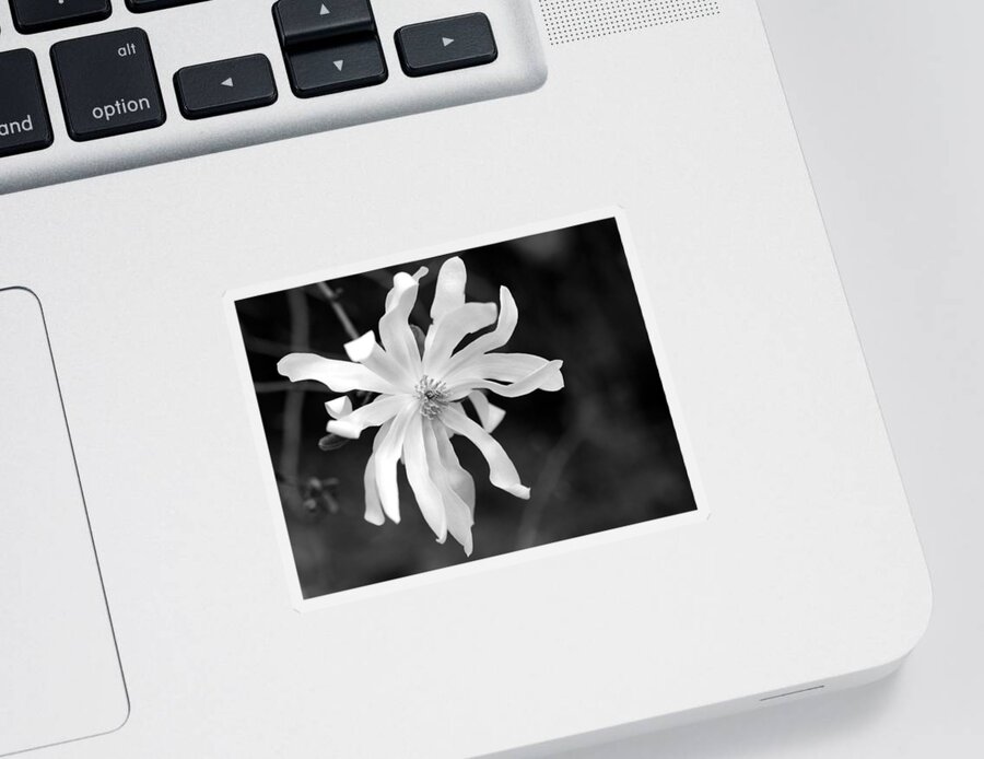 Star Magnolia Sticker featuring the photograph Star Magnolia by Lisa Phillips