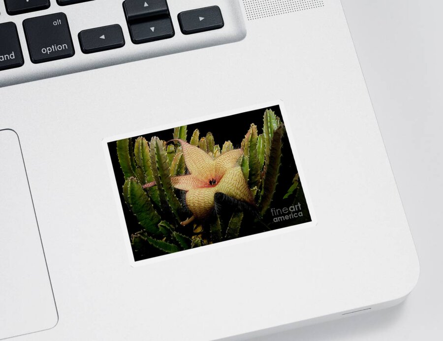 Stapelia Gigantea Sticker featuring the photograph Starfish Flower by Dant Fenolio