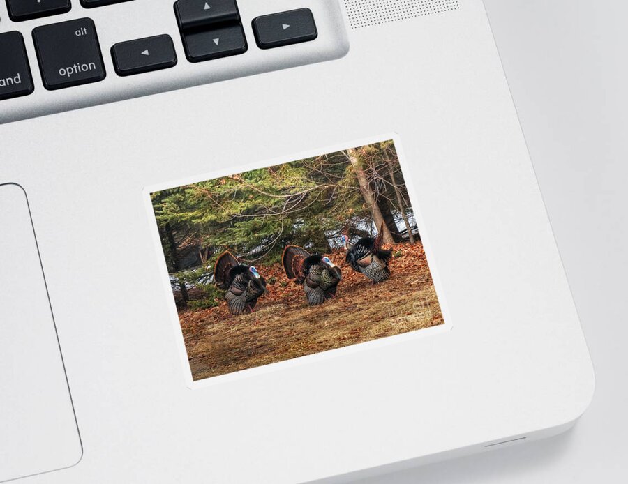 Turkey Sticker featuring the photograph Struttin' by Terry Doyle