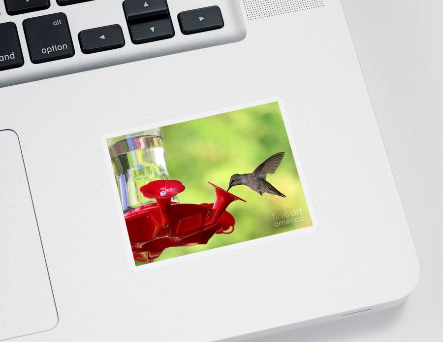 Hummingbird Sticker featuring the photograph Summer Friend by Carol Groenen