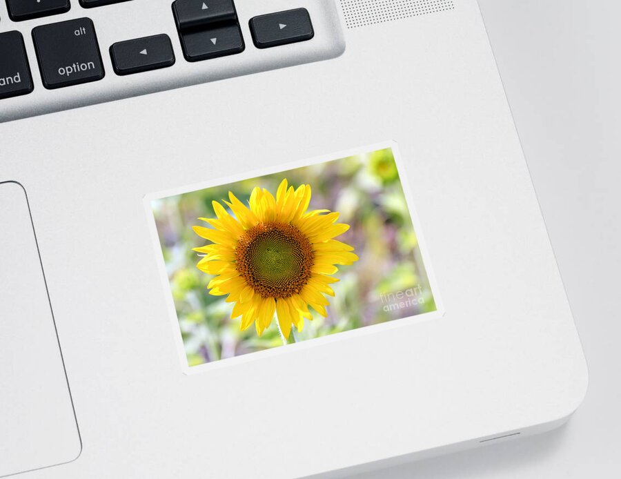 Flower Sticker featuring the photograph Sunflower by Teresa Zieba