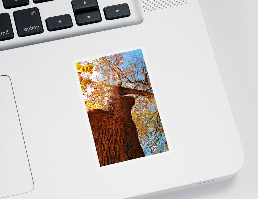 Trees Sticker featuring the photograph The Deer Autumn Leaves Tree by Peggy Franz