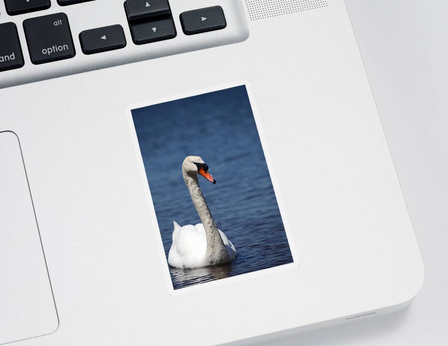 Swan Sticker featuring the photograph The Mute Swan by Karol Livote