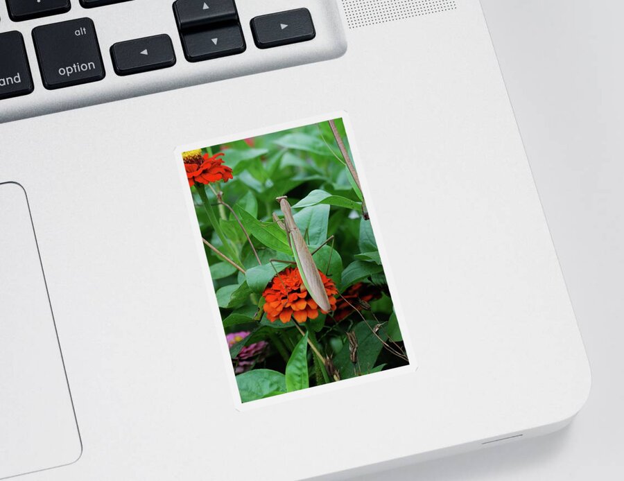 Insects Sticker featuring the photograph The Patience of a Mantis by Thomas Woolworth