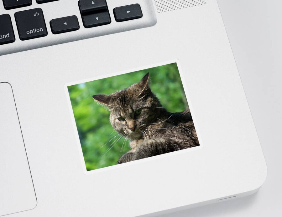 Cat Sticker featuring the photograph The wild look of Echoe by Kim Galluzzo