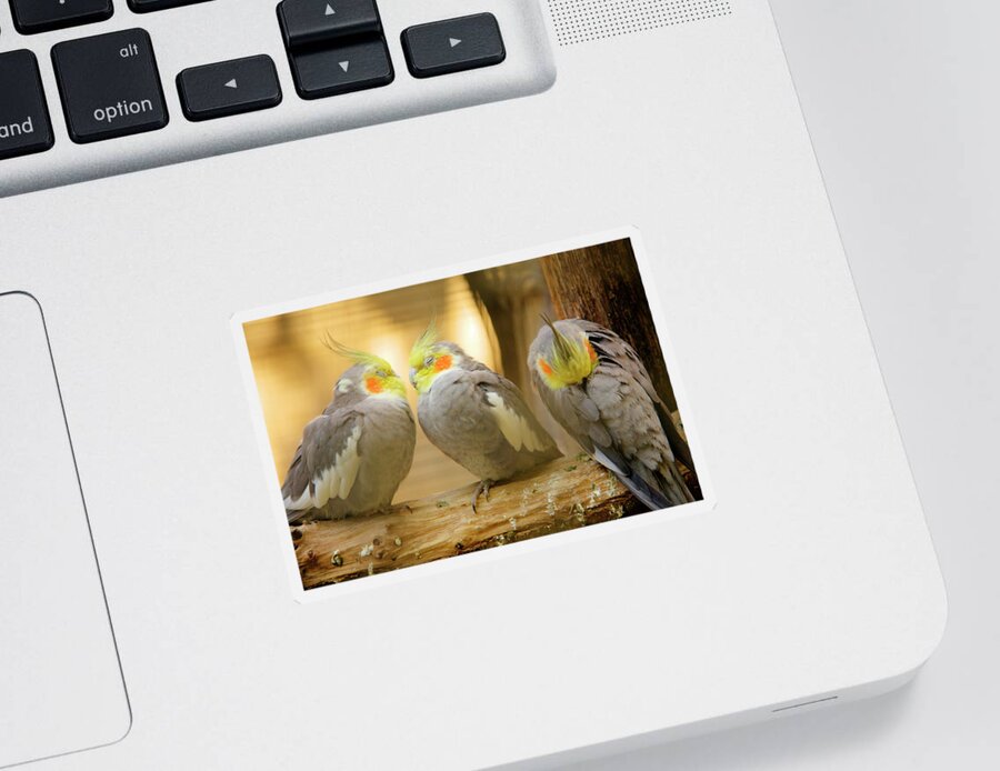 Cockatiels Sticker featuring the photograph They love each other but nobody loves me by Ian Middleton