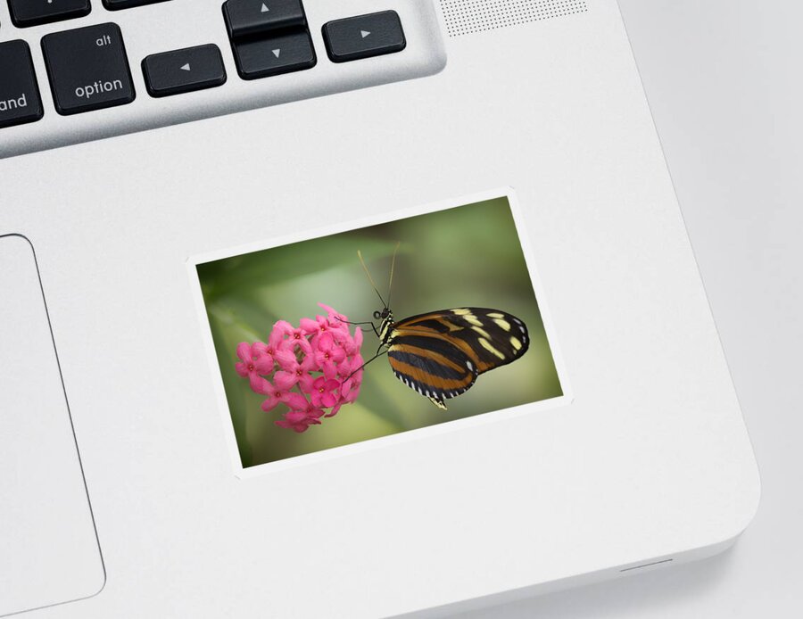 Butterfly Sticker featuring the photograph Tiger Longwing on Flower by Bill and Linda Tiepelman
