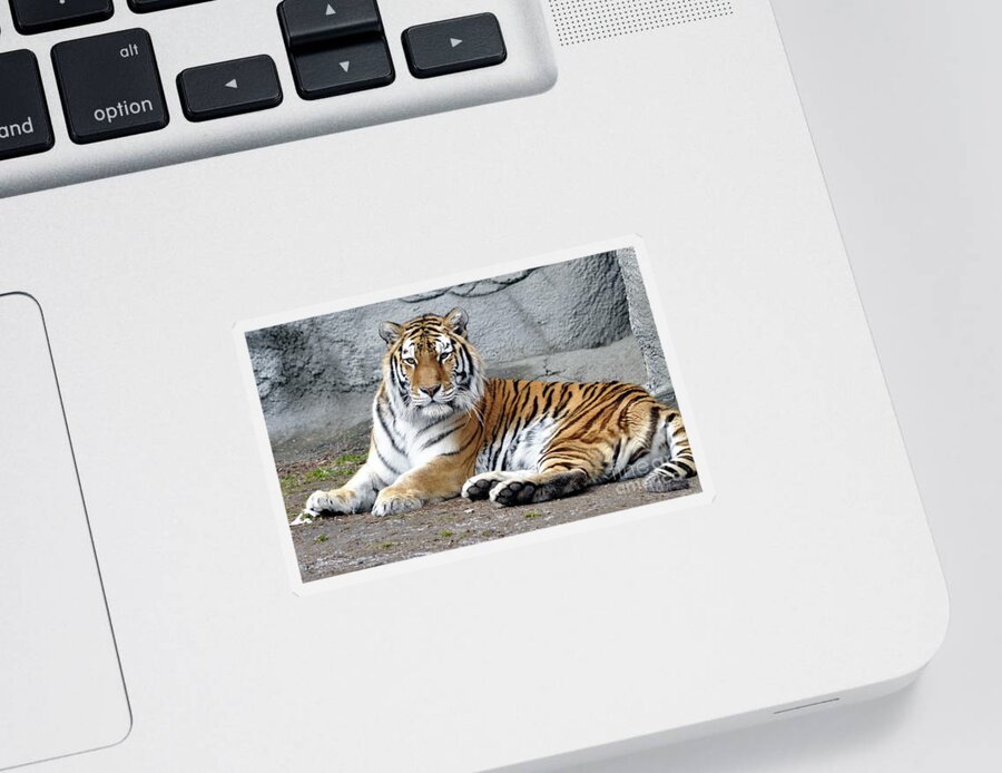 Tiger Sticker featuring the photograph Tiger Resting by Ronald Grogan
