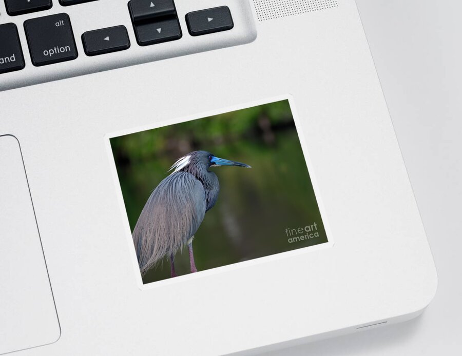 Tri Colored Heron Sticker featuring the photograph Tricolored Heron by Art Whitton