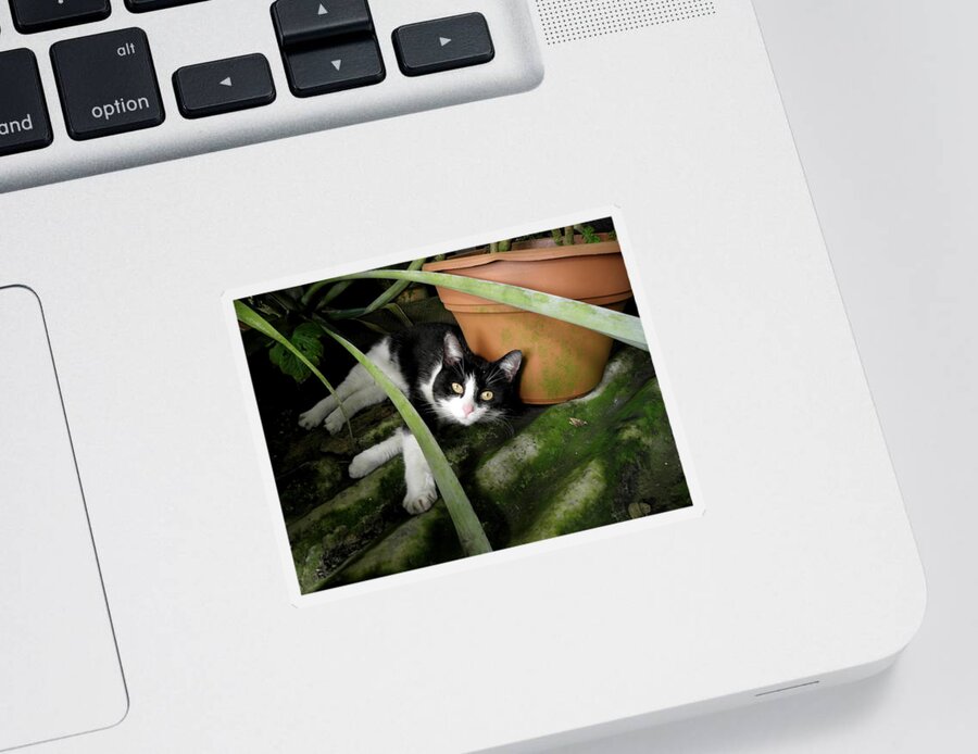 Kitty Sticker featuring the photograph Tropical Kitty by Kim Galluzzo
