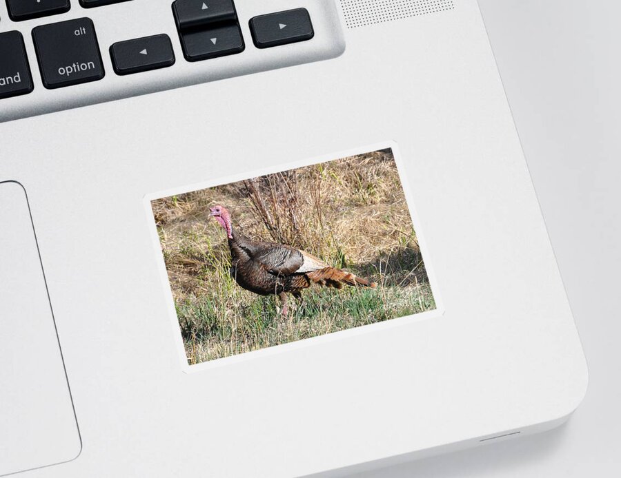 Turkey Sticker featuring the photograph Turkey in the Straw by Dorrene BrownButterfield