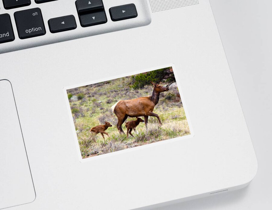 Elk Sticker featuring the photograph Twin Elk Calves by Shane Bechler