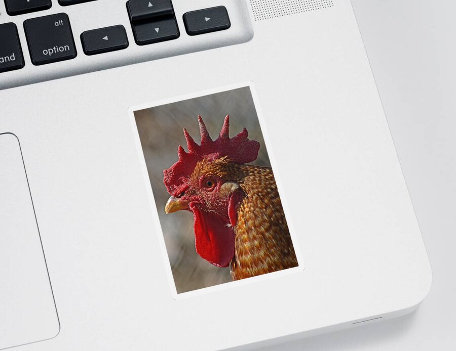 Landscape Sticker featuring the photograph Urban Rooster by Lisa Phillips