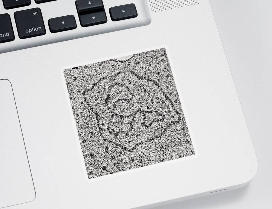 Transmission Electron Micrograph Sticker featuring the photograph Viral Dna Rings by Photo Researchers, Inc.