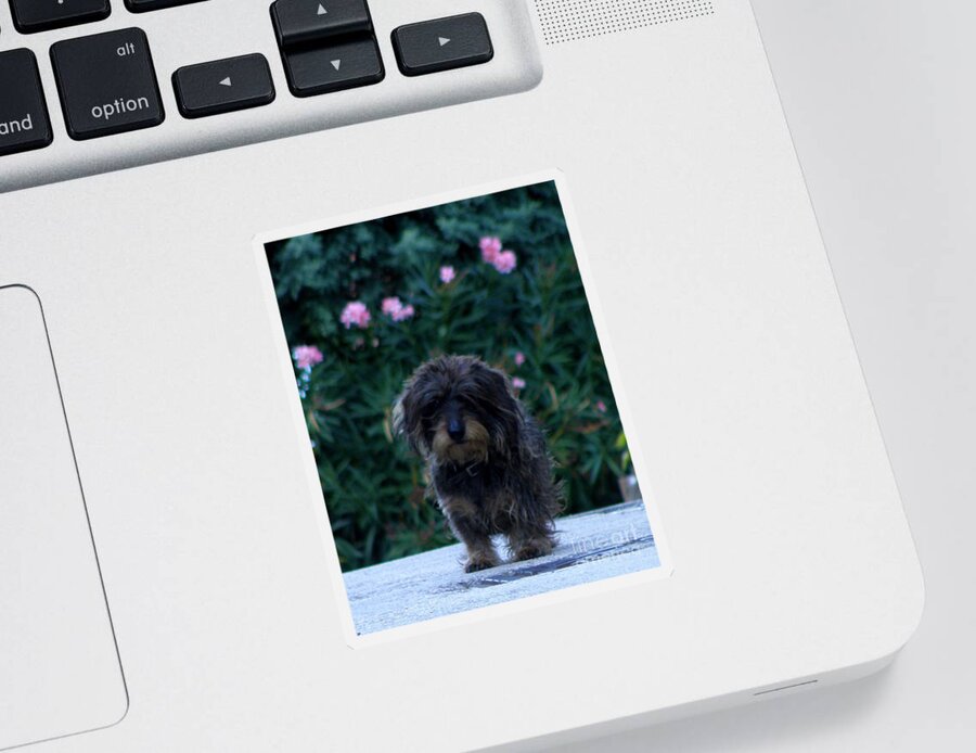 Dog Sticker featuring the photograph Waiting by Lainie Wrightson