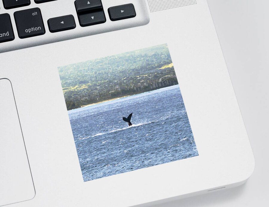 Fine Art Photography Sticker featuring the photograph Whale Tail II by Patricia Griffin Brett