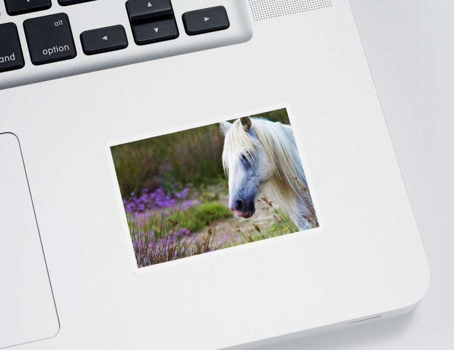 Animal Sticker featuring the photograph White horse by Roberto Pagani